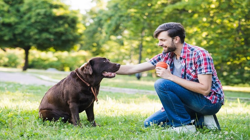 Is Pedialyte Good for Dogs?