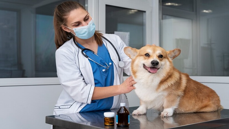 Puppy:2rs-doctor= Dog