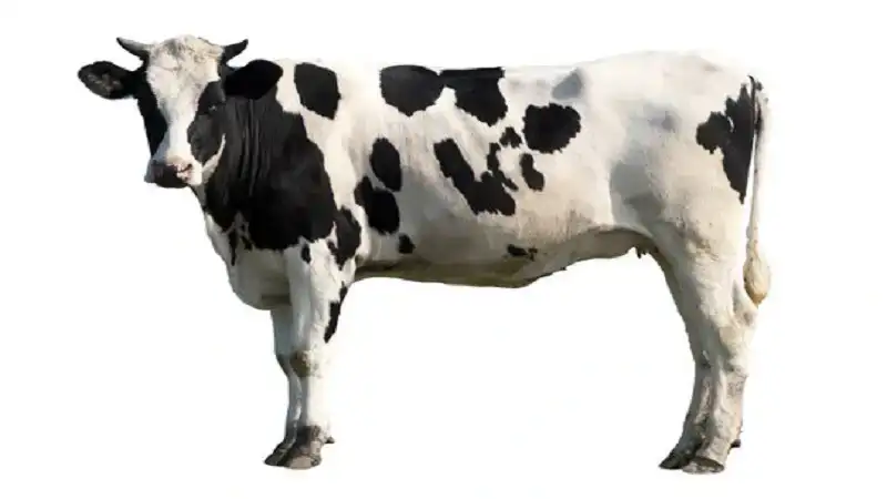 Clipart:_n6r7x-sehk= Cow