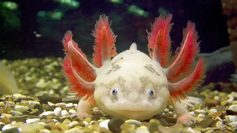 Kawaii:hbruracvig8= Axolotl