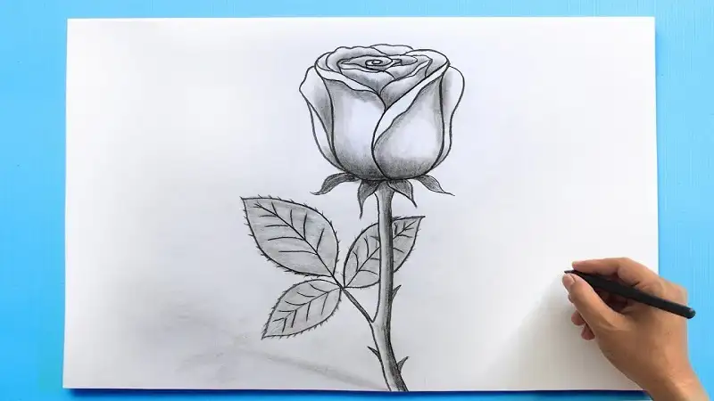 How to Create Stunning Drawing:rso7fhbkxvy= Rose